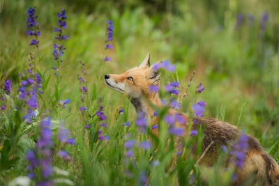 红狐狸包围着紫色花朵
